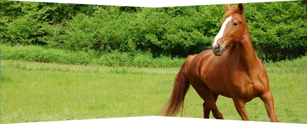 Adasio healthy horse