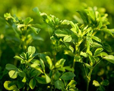 Adasio Superior Alfalfa