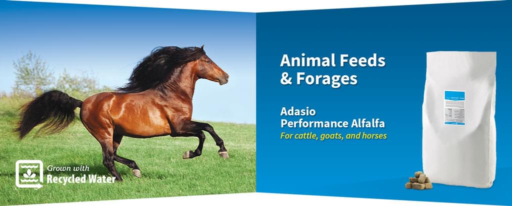 Animal Feeds & Forages