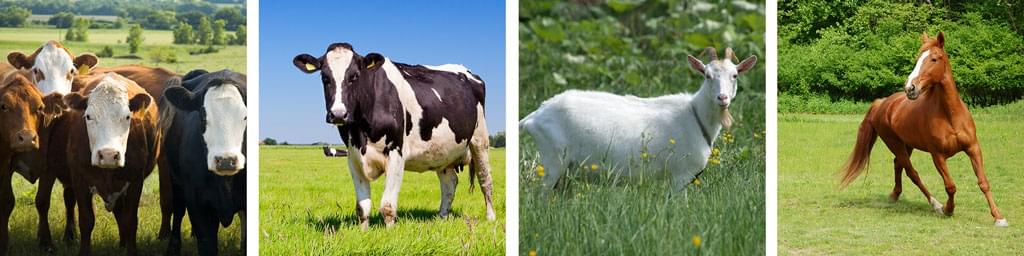 Cattle, Dairy, Goats, and Horses