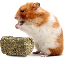 Hamster eating alfalfa cube